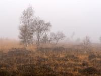 Vereinzelte Moorbirken im nebelverhangenen Kendlmühlfilzn